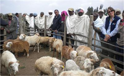 The African Goat Improvement Network: a scientific group empowering smallholder farmers